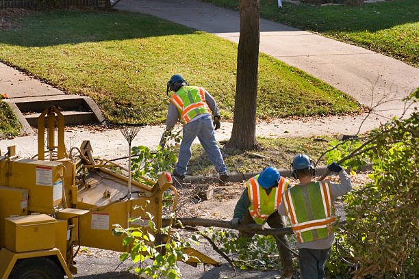 Best Emergency Storm Tree Removal  in USA